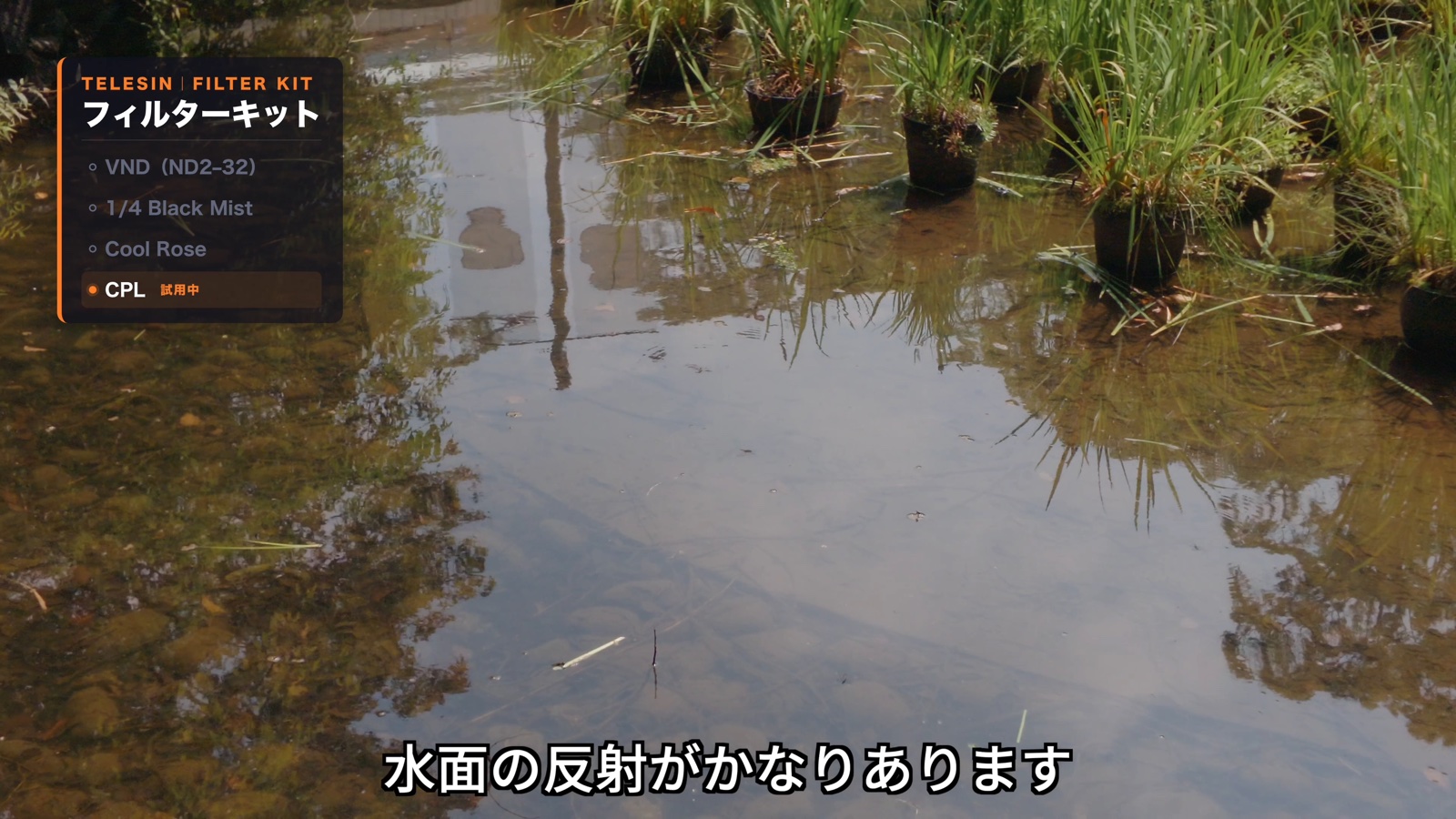 CPLフィルターなし。水面の反射で水中が見えない