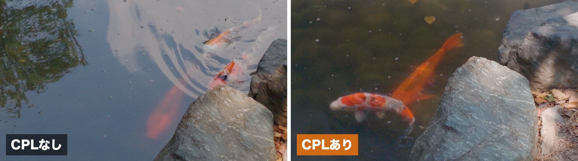 CPLフィルターの使用前後比較。左（CPLなし）は水面の反射で鯉が見えず、右（CPLあり）は反射が消えて鯉がはっきり見える